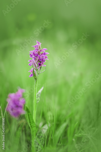 Dactylorhiza maculata  known as the heath spotted-orchid or moorland spotted orchid