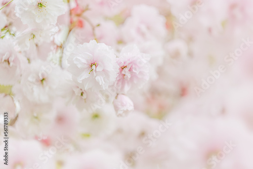 Cherry Blossom or Sakura flower on pink background