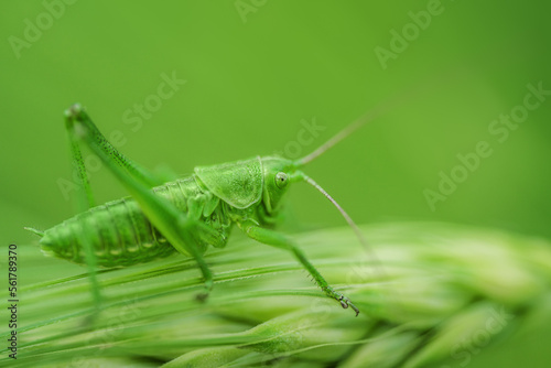 A green grasshopper is sitting on a green leaf. Grasshopper in nature.