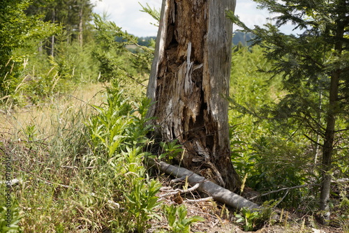 Forest dieback due to climate change, drought and storms and deforestation