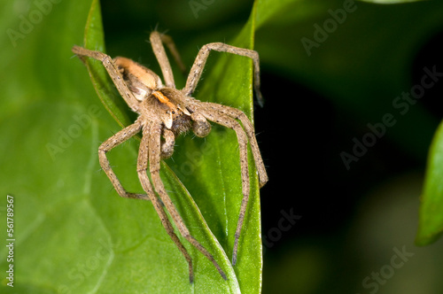 Extreme close up of the nursery web spider, Pisaura Mirabilis, male.