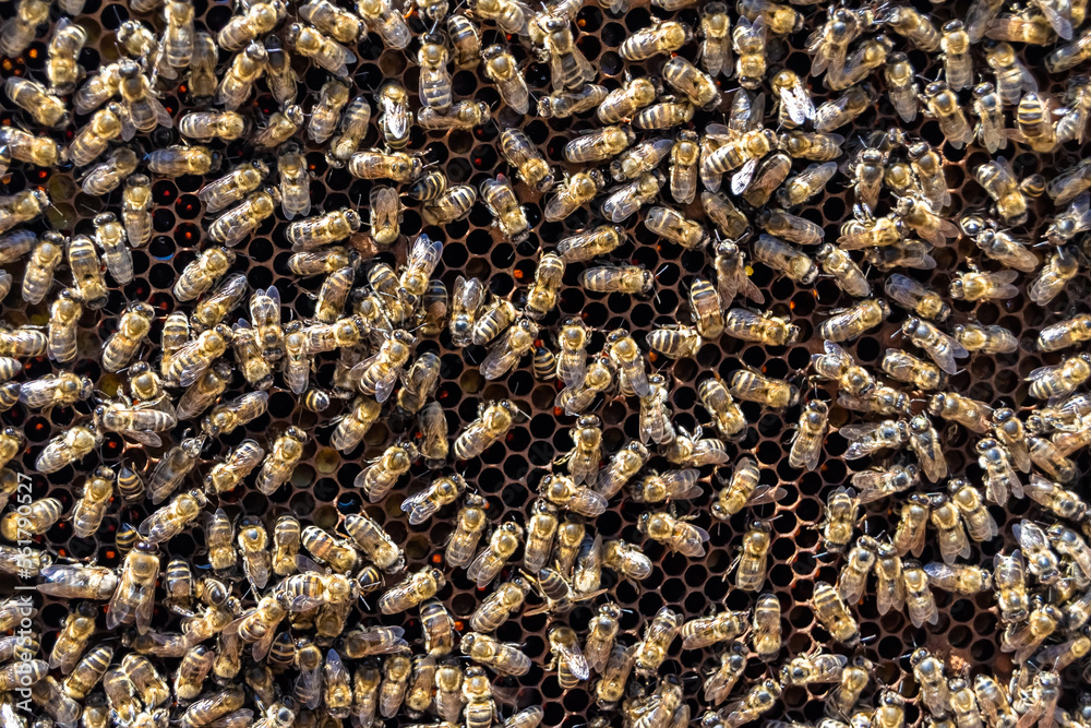 Abstract hexagon structure is honeycomb from bee hive filled Abstract hexagon structure is honeycomb from bee hive filled