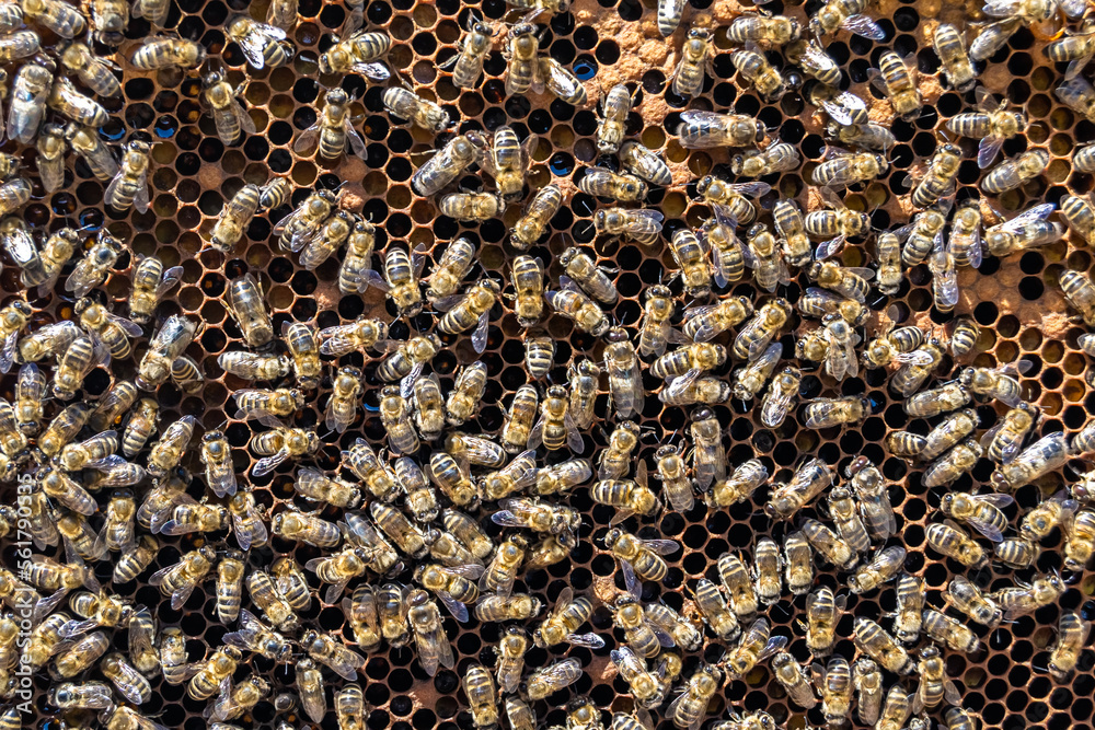 Abstract hexagon structure is honeycomb from bee hive filled Abstract hexagon structure is honeycomb from bee hive filled