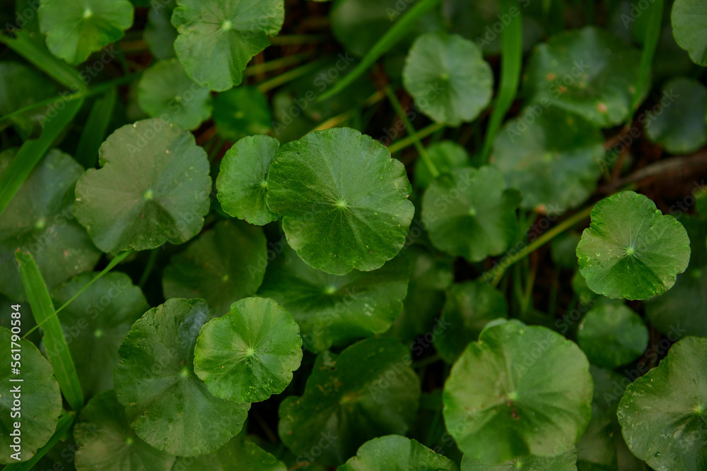 Close-up view of water pennywort leaf growing in the vegetable garden Close-up view of water pennywort leaf growing in the vegetable garden