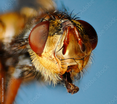 Extreme close up of the face of the fly Larvaevora fera, family Tachinidae, showing extended mouthparts