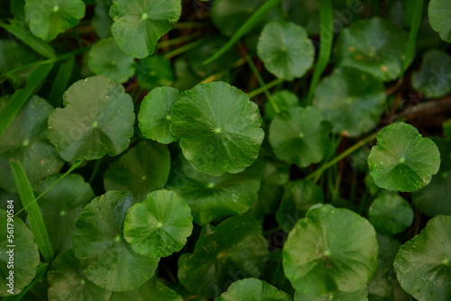 Close-up view of water pennywort leaf growing in the vegetable garden