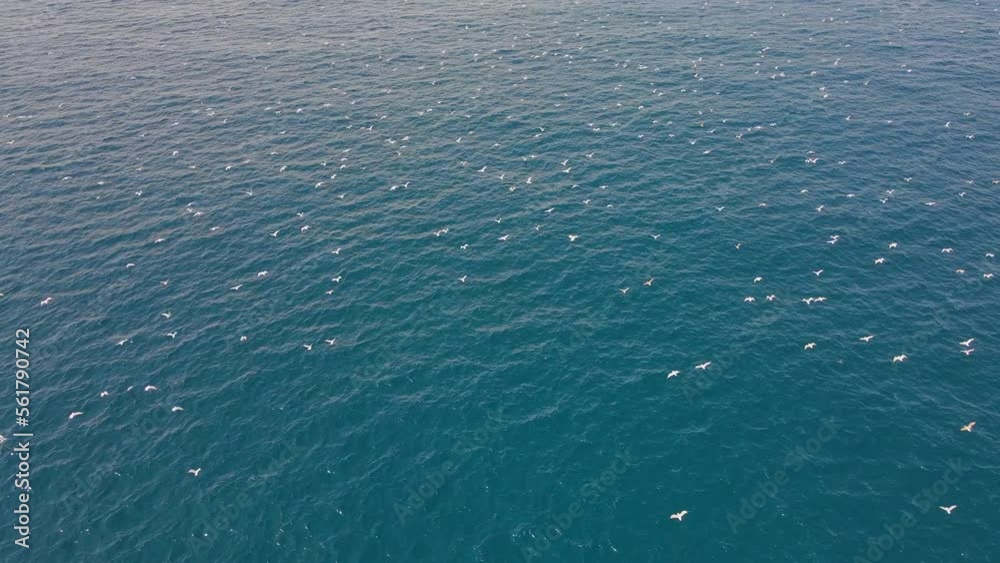 Aerial view of beautiful clear blue sea and flock of seagulls. Drone shot flying over the Adriatic sea in Montenegro Aerial view of beautiful clear blue sea and flock of seagulls. Drone shot flying over the Adriatic sea in Montenegro