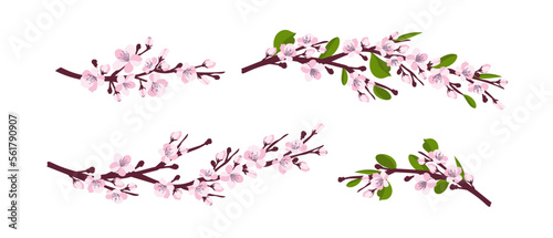 Cherry blossom. A set of branches with cherry blossoms isolated on a white background. Japanese sakura. Vector illustration