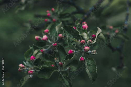 Branches of an apple tree with pink buds on a dark background, selective focus