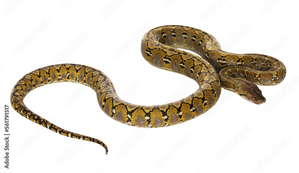 Beautiful Reticulated python aka Malayopython reticulatus snake in ...