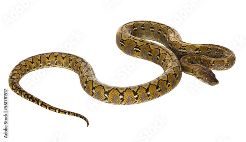 Beautiful Reticulated python aka Malayopython reticulatus snake in color platinum. Isolated cutout on transparent background. photo