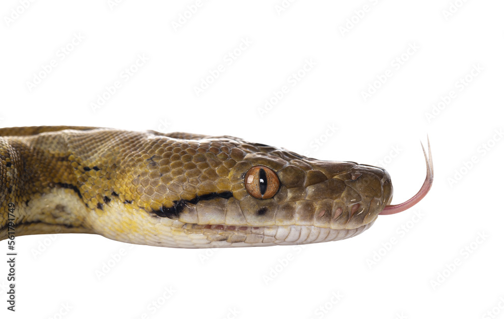 Head shot of beautiful Reticulated python aka Malayopython reticulatus ...