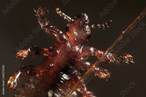 A head louse (Pediculus humanus capitus) against a black background photo