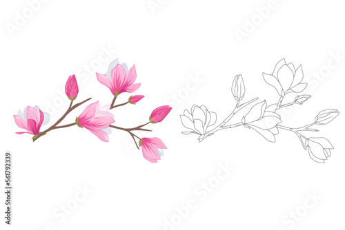 Magnolia flowers coloring book © Maria