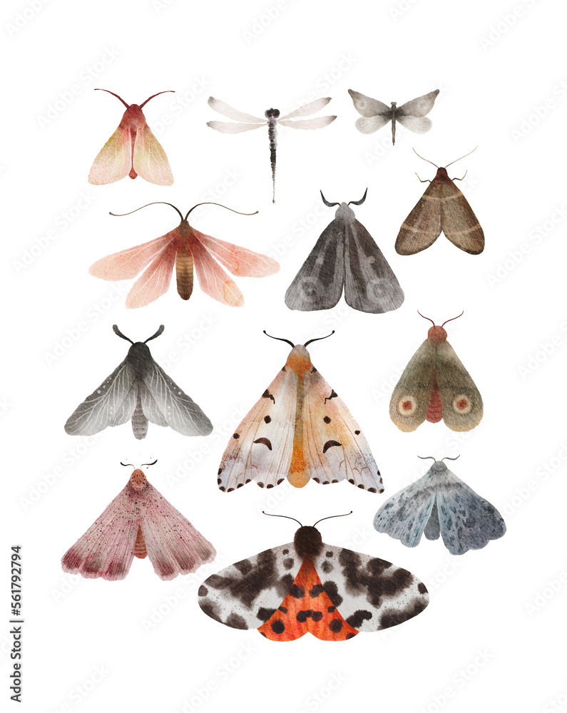 Moth and butterfly watercolor hand painted set of illustrations