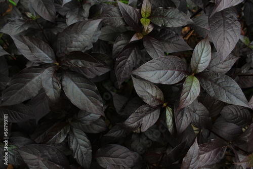 the leaves