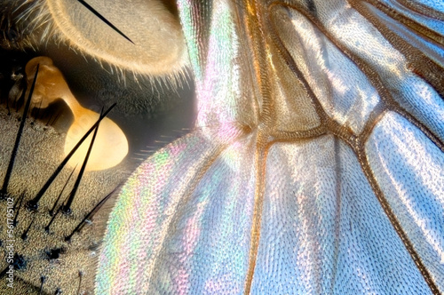 Slika na platnu Extreme close up of a fly's wing root showing haltere