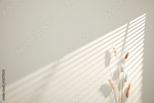 dried flowers with strong window shadow on the desaturated background  flat lay and top view