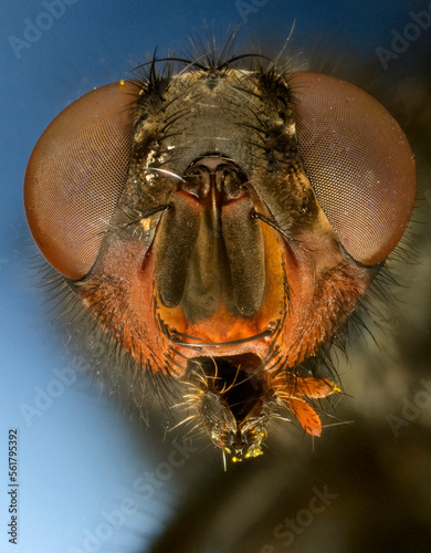 Extreme close up of a sarcophega species of fly's head showing mouthparts used for sucking.