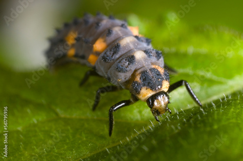 Extreme close up of the larva of the seven-spot lady bird, Coccinella septempunctata in an English garden