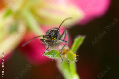 oedemera nobilis, a green metallic pollen-eating beetle found in gardens in the UK.  Feeding on a heliathemum (rock rose) flower © Wildwatertv