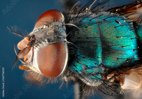 Extreme closeup of the head of a greenbottle fly (Lucilla caesar) showing the structure of the compound eyes and hair roots.