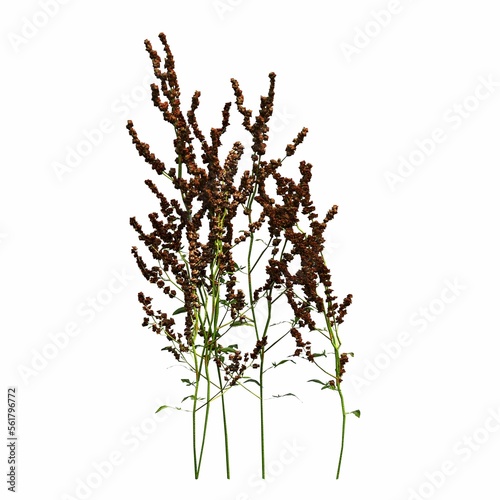 wild field grass, isolated on white background, 3D illustration, cg render