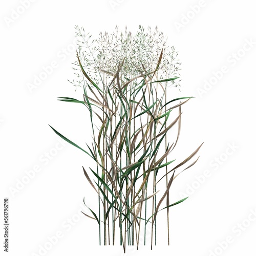 wild field grass  isolated on white background  3D illustration  cg render