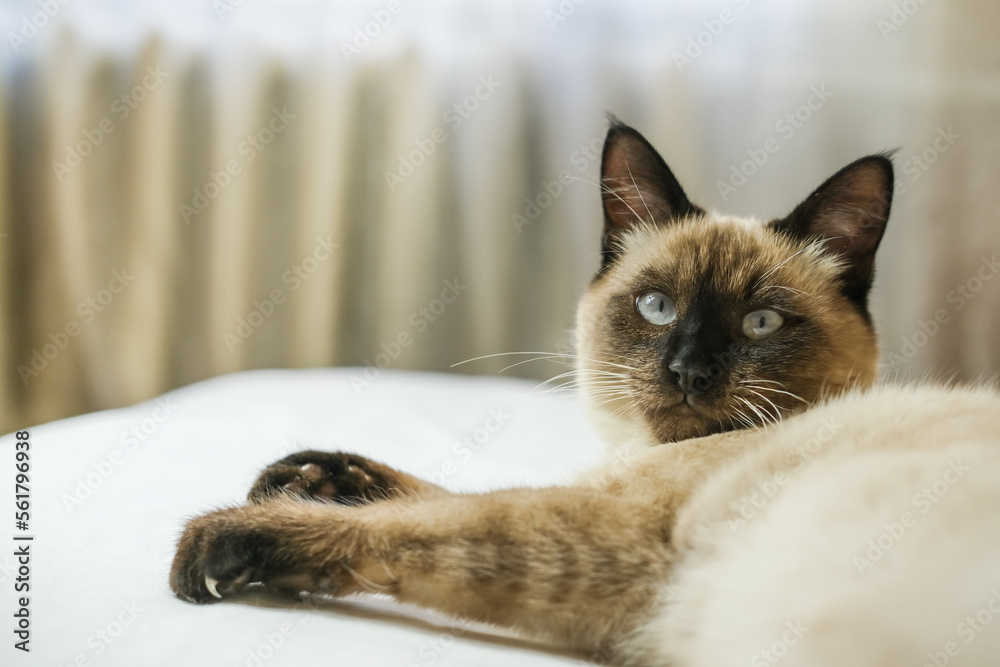 A Siamese cat with blue eyes lies on a sofa. Side view, close-up.