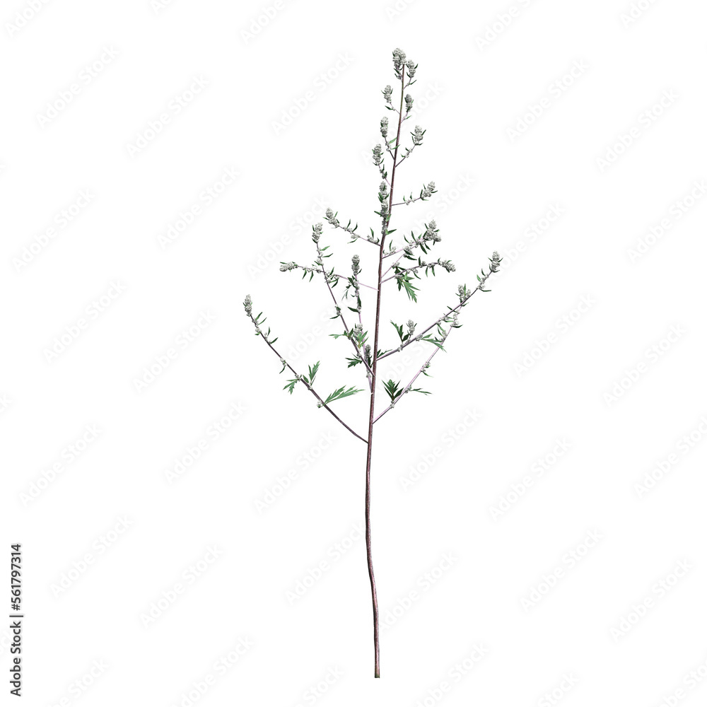 wild field grass, isolated on a transparent background, 3D illustration, cg render
wild field grass, isolated on a transparent background, 3D illustration, cg render