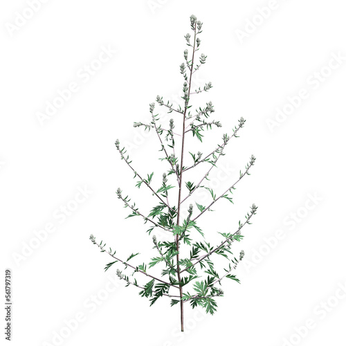 wild field grass, isolated on a transparent background, 3D illustration, cg render 