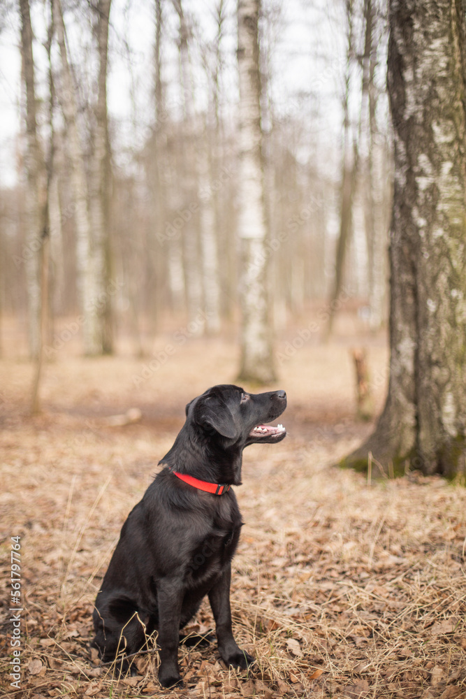 Black labrador on a walk in the autumn forest.