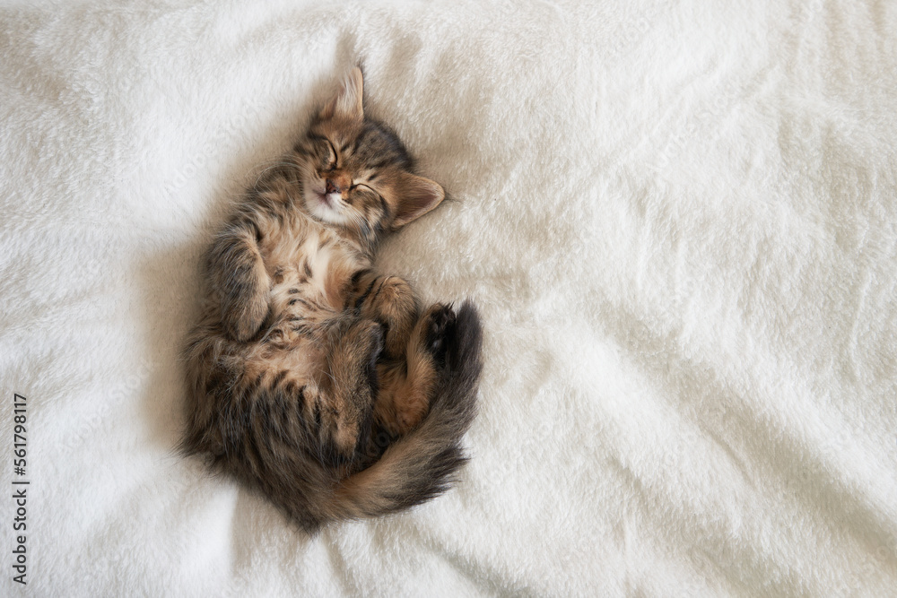 one kitten on a light background raised its paws looking cute