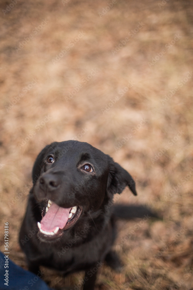 Black labrador on a walk in the autumn forest. Black labrador on a walk in the autumn forest.