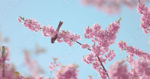 桜の木に留まる鳥