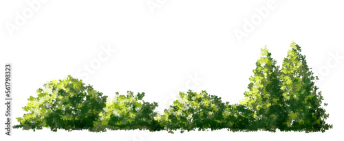 Vector watercolor of tree side view isolated on white background for landscape  and architecture drawing, elements for environment and garden, painting botanical for section and elevation 