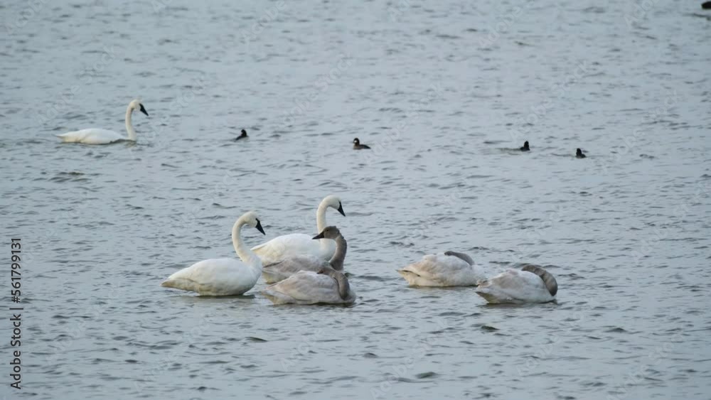 Tundra Swans wintering in the Pea Island National Wildlife Refuge Tundra Swans wintering in the Pea Island National Wildlife Refuge