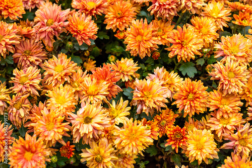 Blooming chrysanthemums planted in the garden