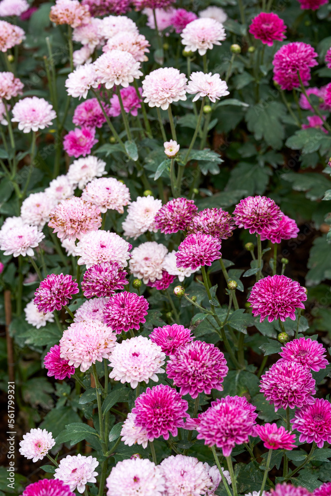 Blooming chrysanthemums planted in the garden