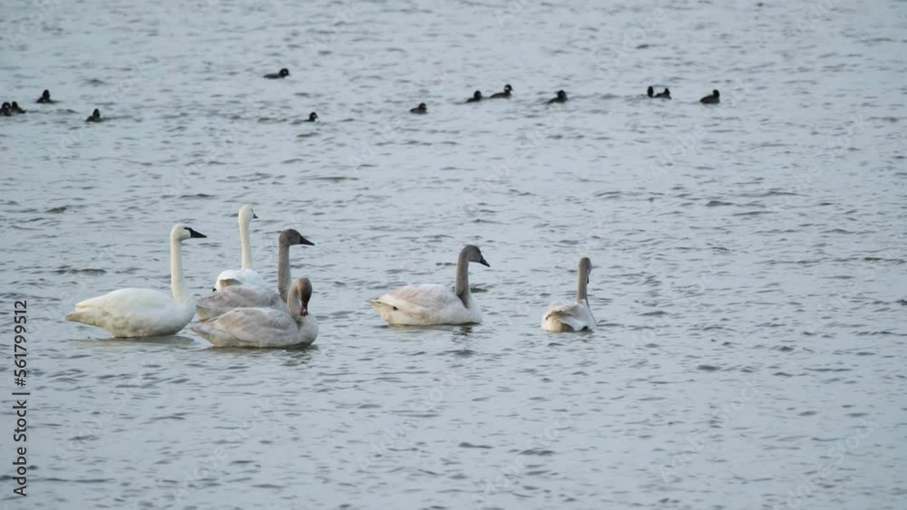 Tundra Swans wintering in the Pea Island National Wildlife Refuge Tundra Swans wintering in the Pea Island National Wildlife Refuge