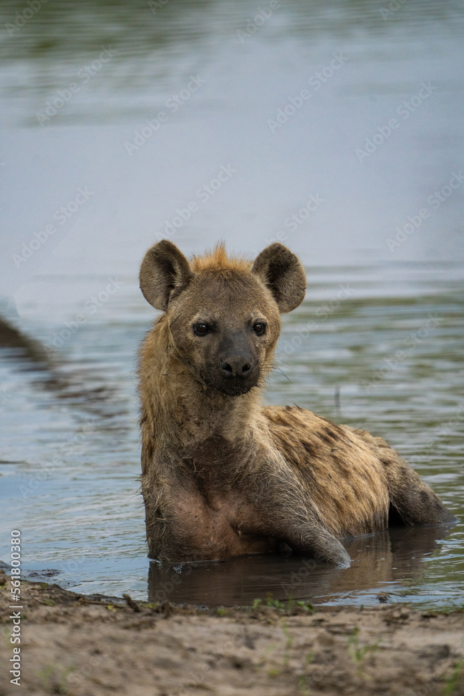 Fototapeta premium A Spotted Hynea lying in the muddy waterhole on a hot day in summer, Greater Kruger. 