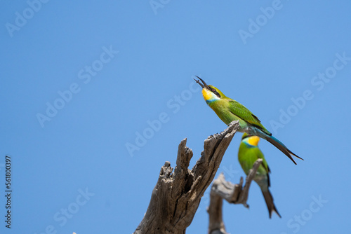 A Swallow-tailed Bee-eater swallowing an insect while perched on a dead branch with blue sky as background, Kruger National Park. 