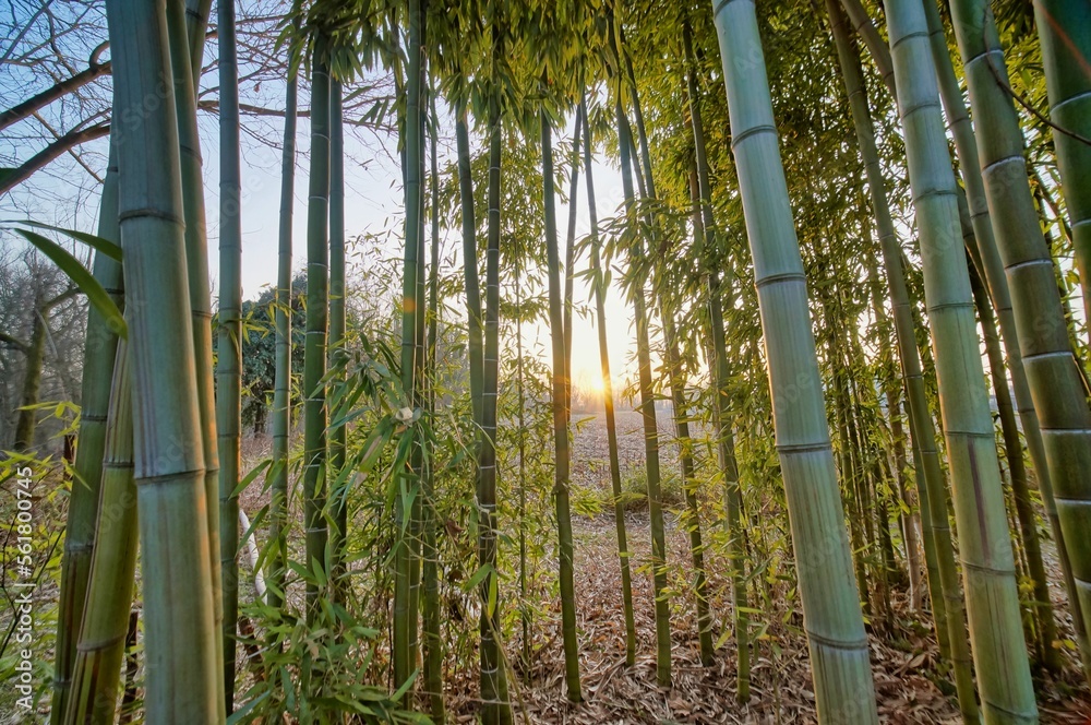 Fototapeta premium bamboo forest image taken in veneto, italy