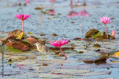 Water bird in large lake at the central of Thailand