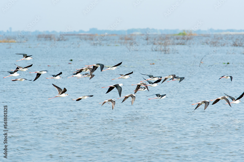 Water bird in large lake at the central of Thailand