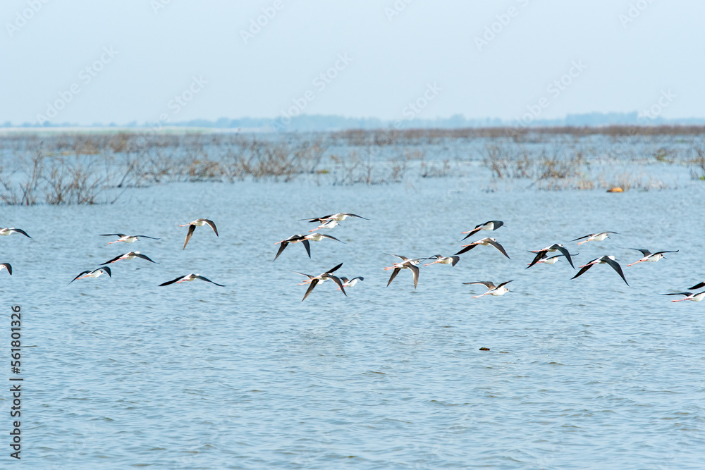 Water bird in large lake at the central of Thailand