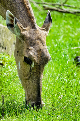 Fototapeta Naklejka Na Ścianę i Meble -  deer in the woods , image taken in Hamm Zoo, north germany, europe