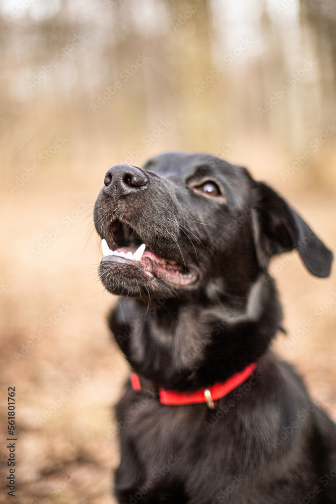 Black labrador on a walk in the autumn forest. Black labrador on a walk in the autumn forest.
