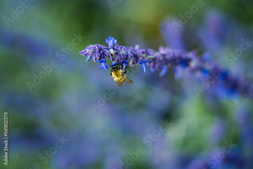 bumblebee on lavender