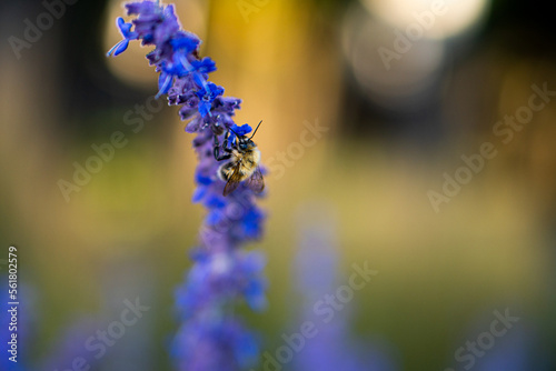 close up of lavender and bumblebee